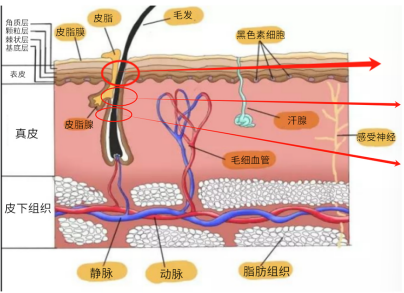 2026美业风口！广州源头工厂直供，30瓶起订引爆美容院盈利新赛道